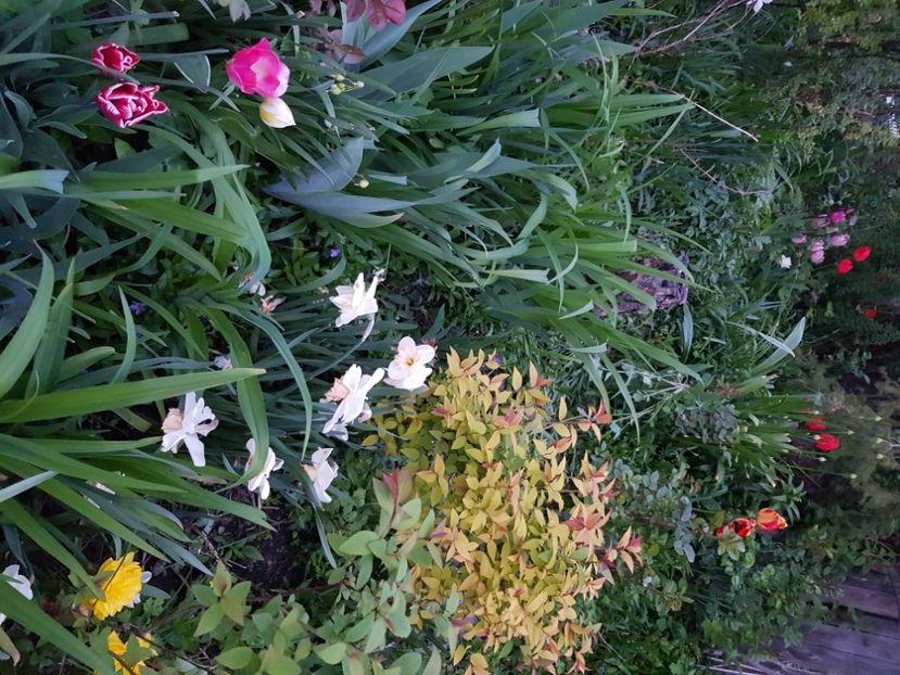  - Arbuști 2021-2023