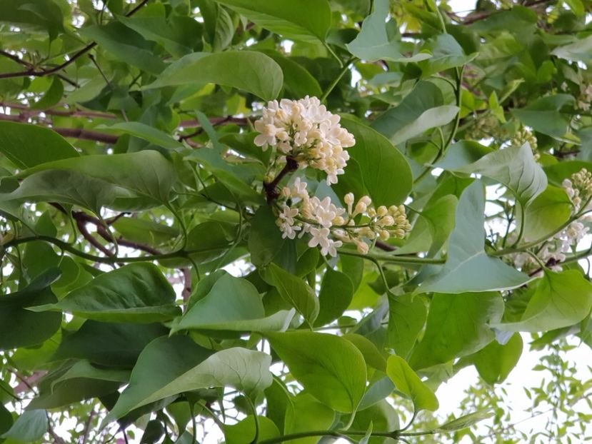  - Arbuști 2021-2023