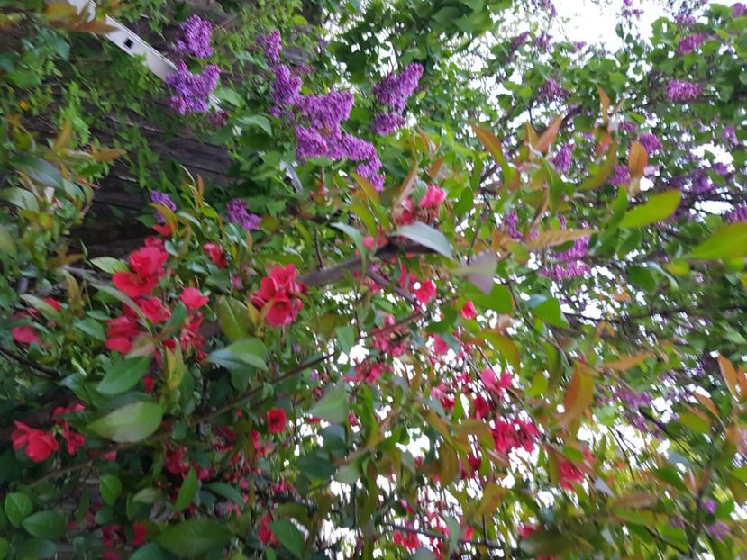  - Arbuști 2021-2023