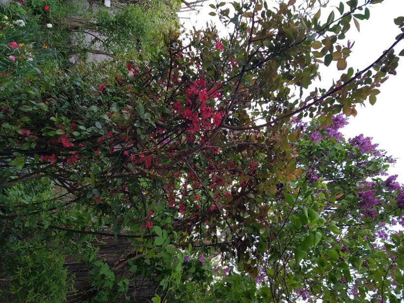  - Arbuști 2021-2023