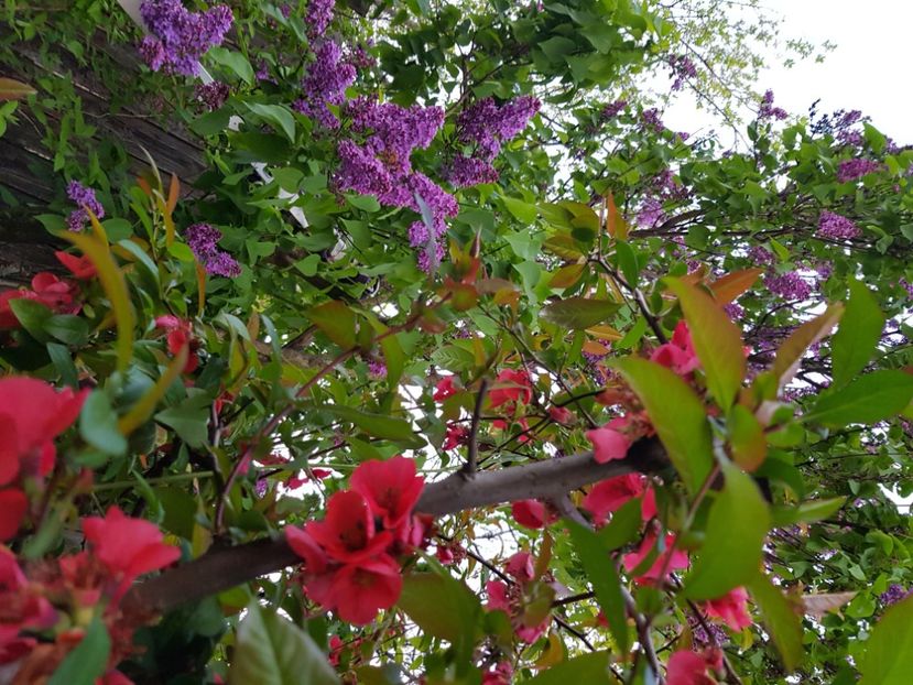  - Arbuști 2021-2023