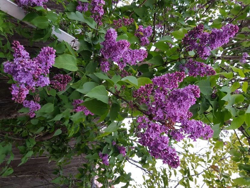  - Arbuști 2021-2023