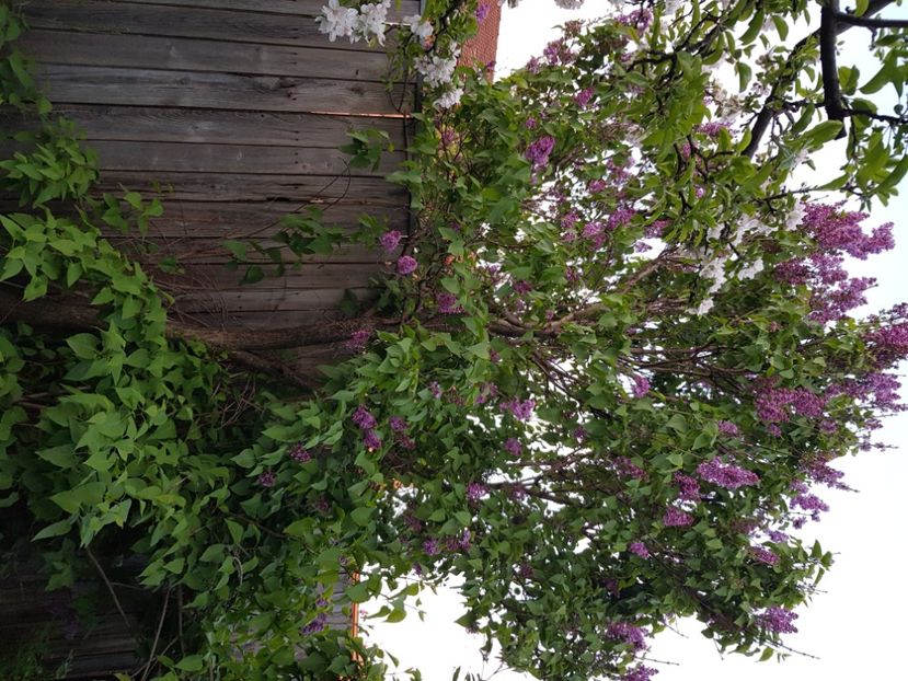  - Arbuști 2021-2023