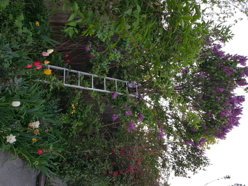  - Arbuști 2021-2023