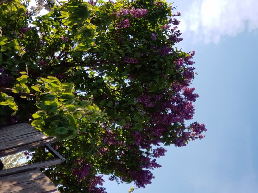  - Arbuști 2021-2023