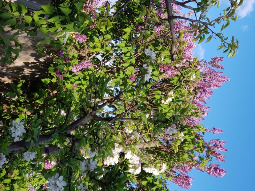  - Arbuști 2021-2023