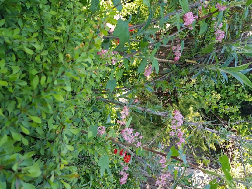  - Arbuști 2021-2023