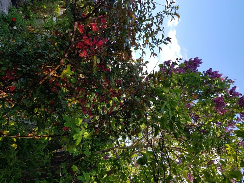  - Arbuști 2021-2023