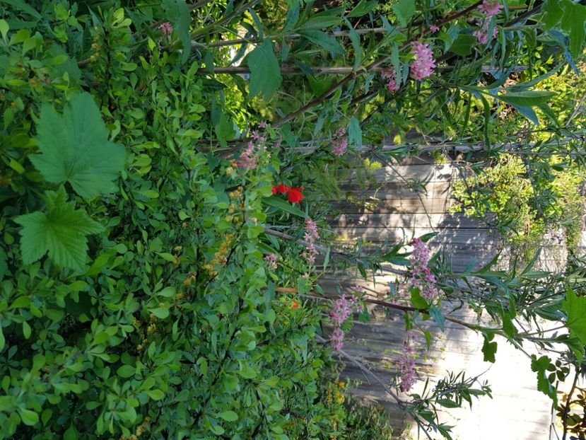  - Arbuști 2021-2023