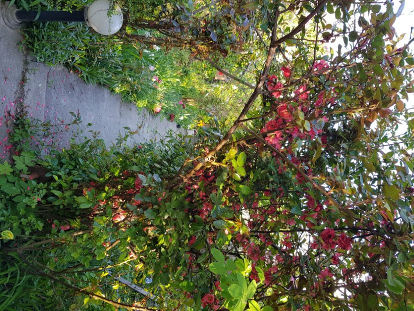  - Arbuști 2021-2023