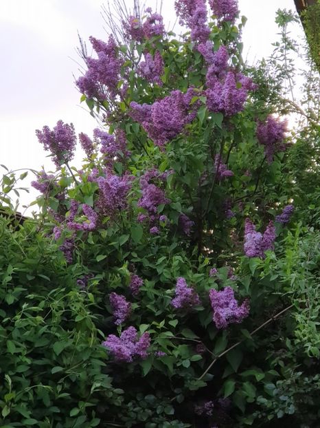  - Arbuști 2021-2023