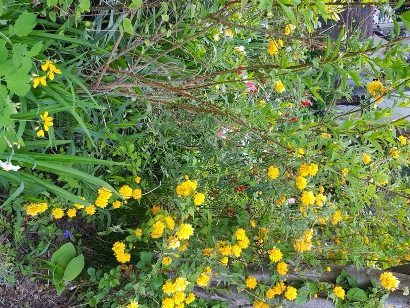  - Arbuști 2021-2023