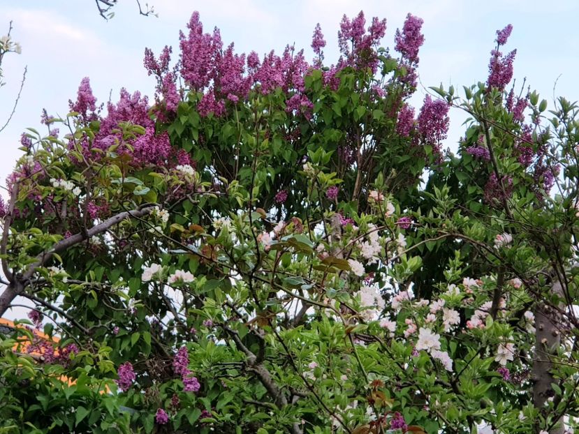  - Arbuști 2021-2023