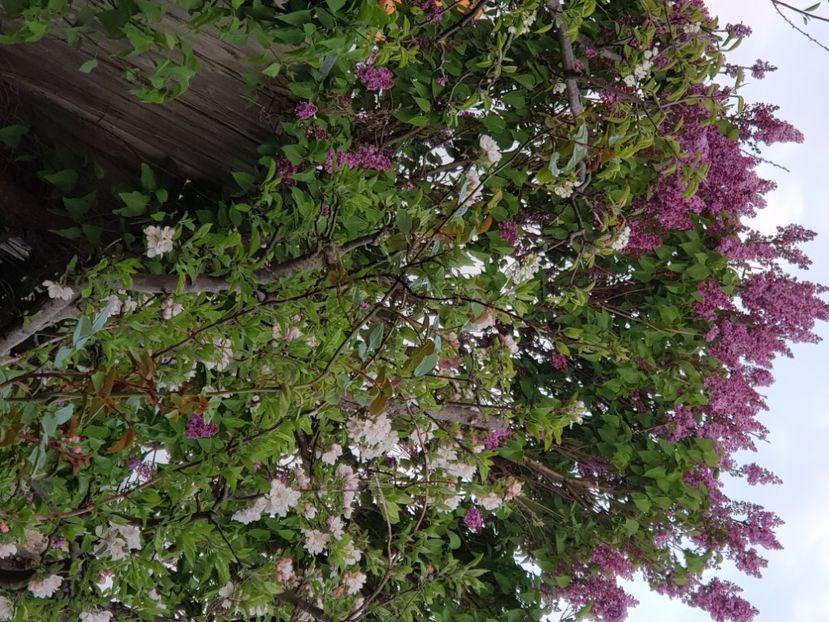  - Arbuști 2021-2023