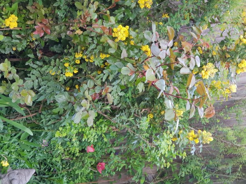  - Arbuști 2021-2023