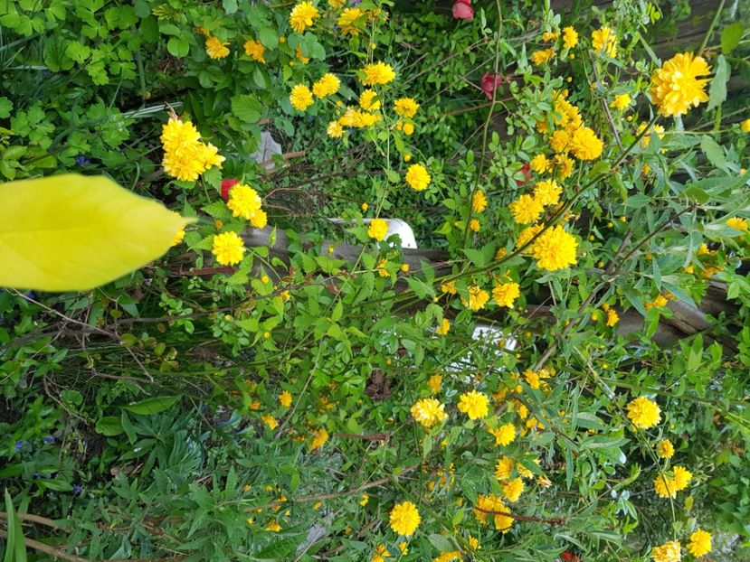  - Arbuști 2021-2023