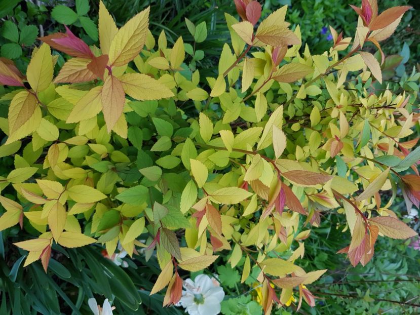  - Arbuști 2021-2023