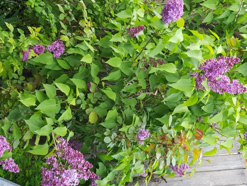  - Arbuști 2021-2023