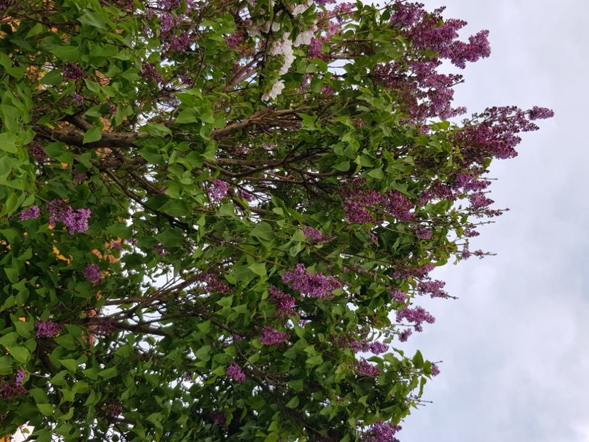  - Arbuști 2021-2023