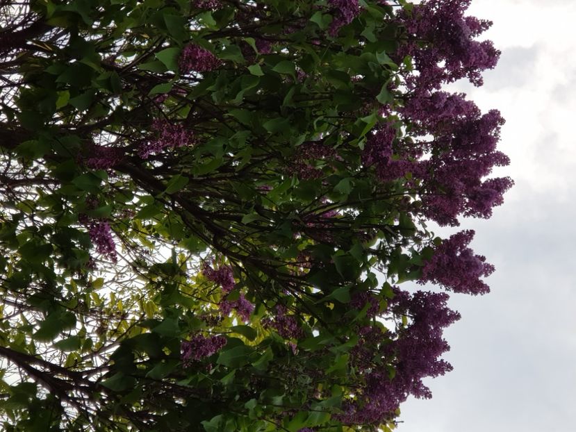  - Arbuști 2021-2023