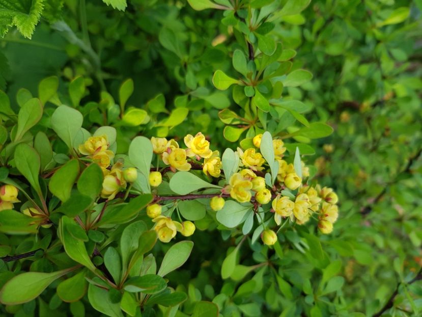  - Arbuști 2021-2023