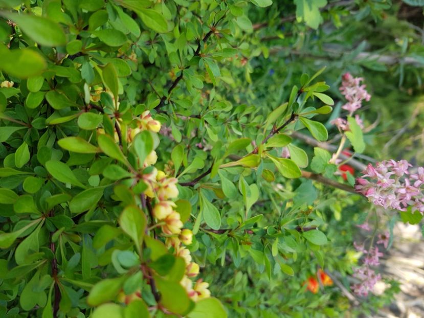  - Arbuști 2021-2023