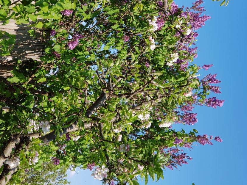  - Arbuști 2021-2023