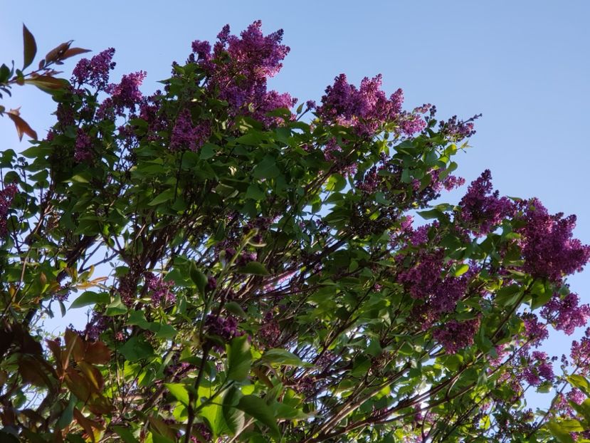  - Arbuști 2021-2023