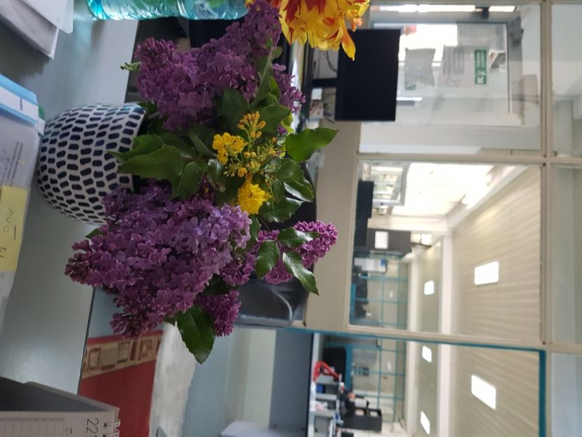  - Arbuști 2021-2023