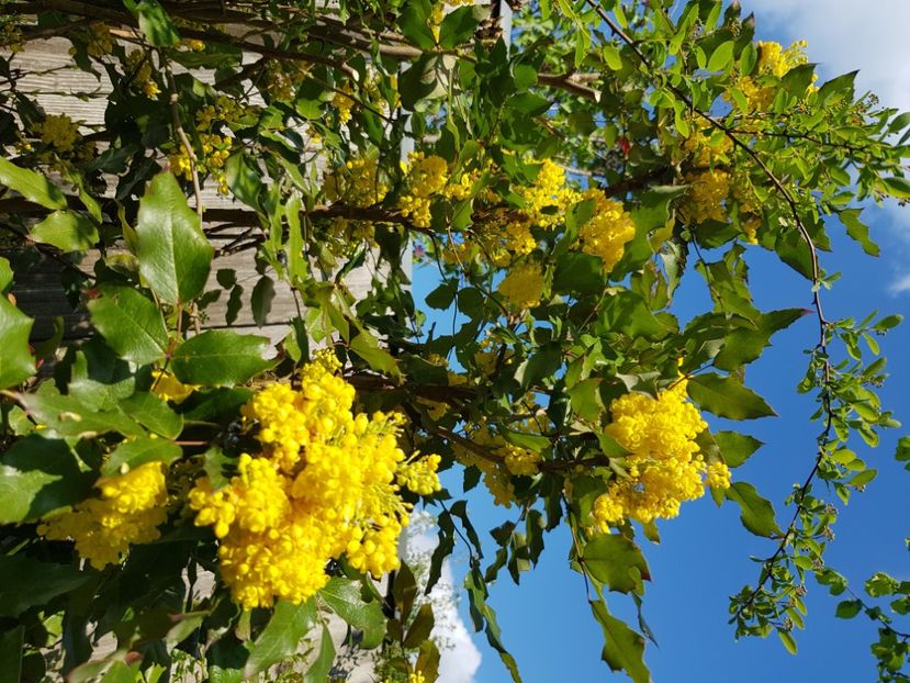  - Arbuști 2021-2023