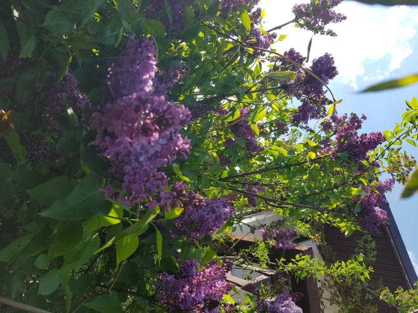  - Arbuști 2021-2023