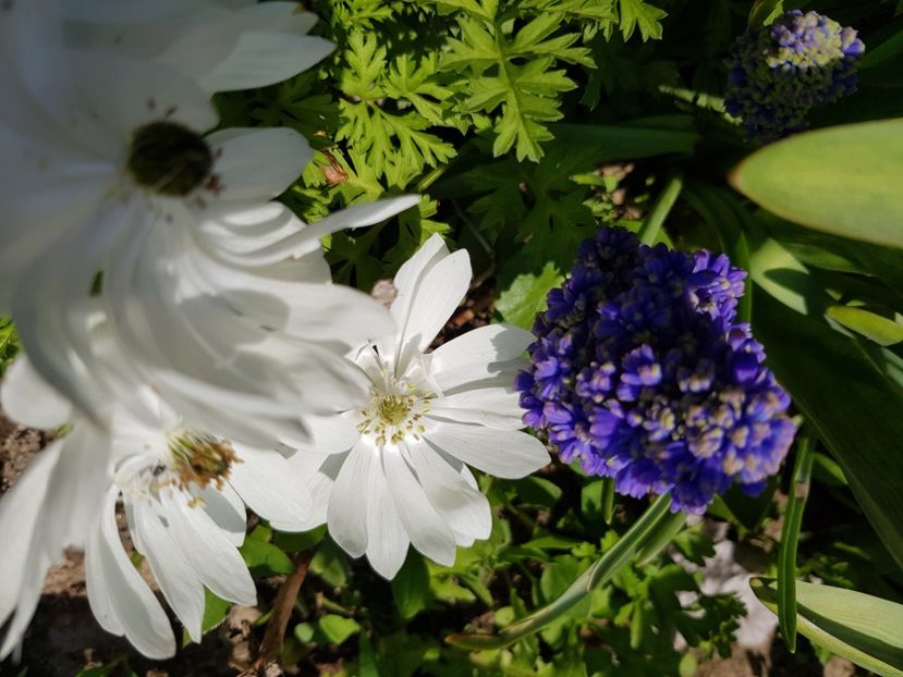  - Anemone