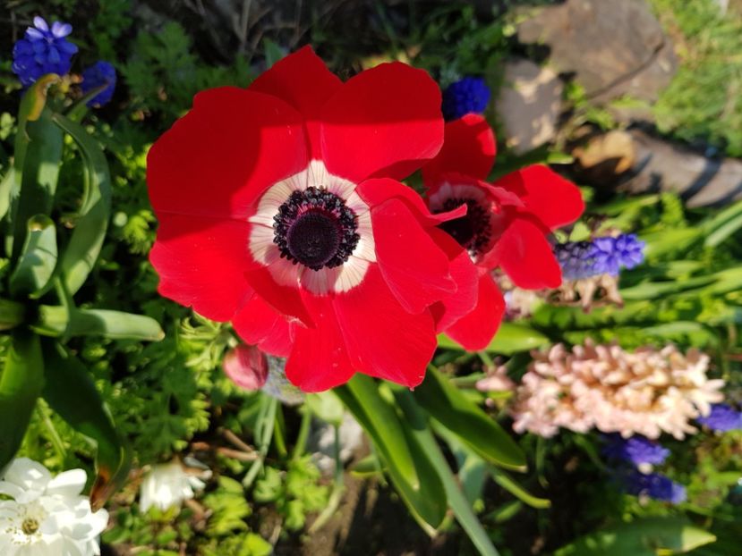  - Anemone