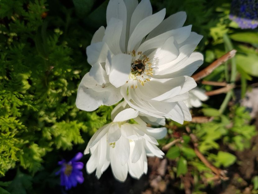  - Anemone