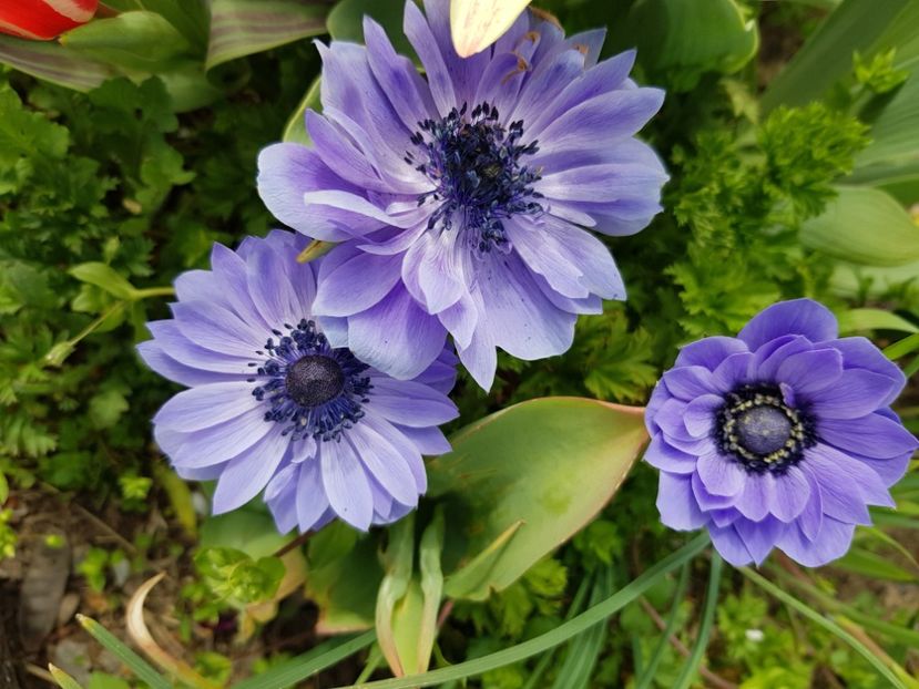  - Anemone