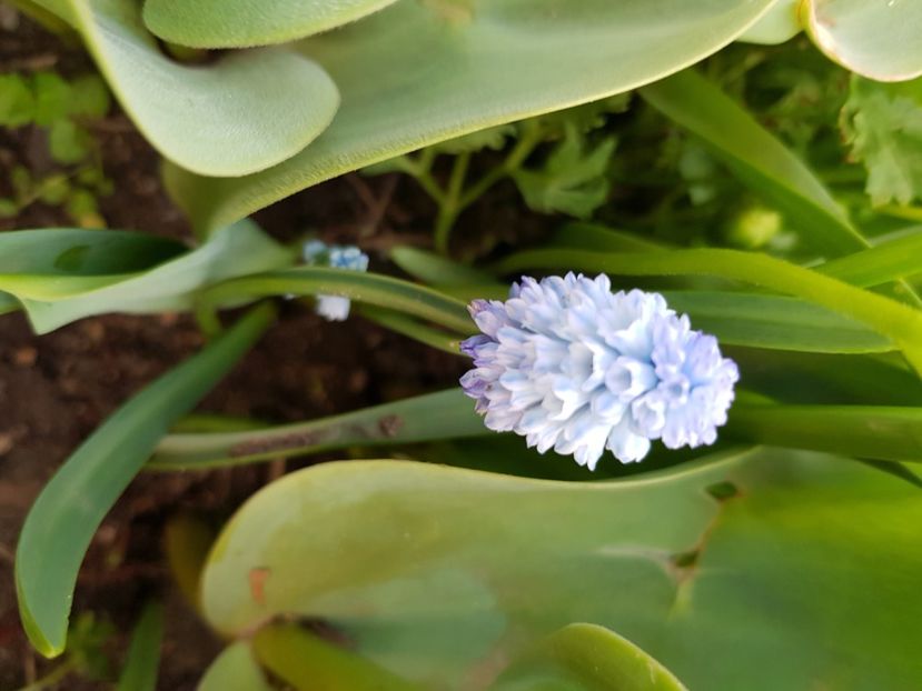 Valerie Finish - Muscari 2018 2021