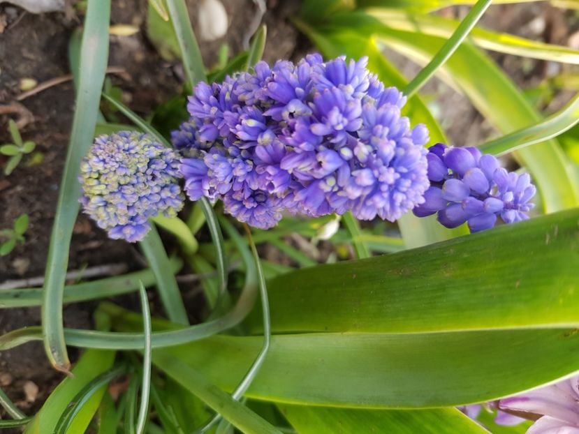  - Muscari 2018 2021