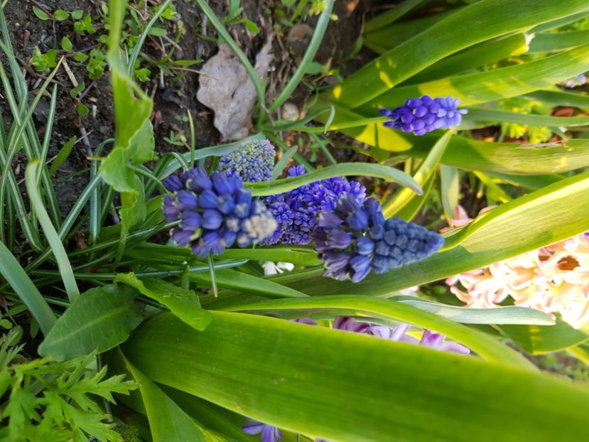  - Muscari 2018 2021