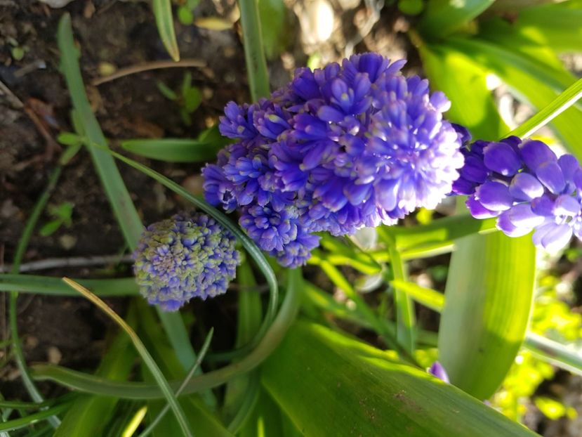  - Muscari 2018 2021