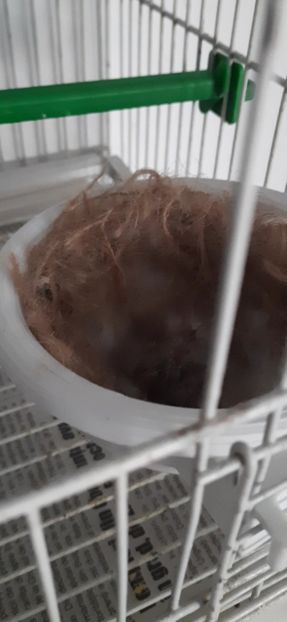 VideoCapture_20210423-183027 - Pui hibrizi scatiu africa 2021