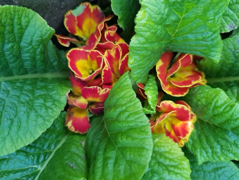  - Primule 21 22 23 24