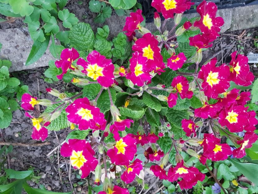  - Primule 21 22 23 24