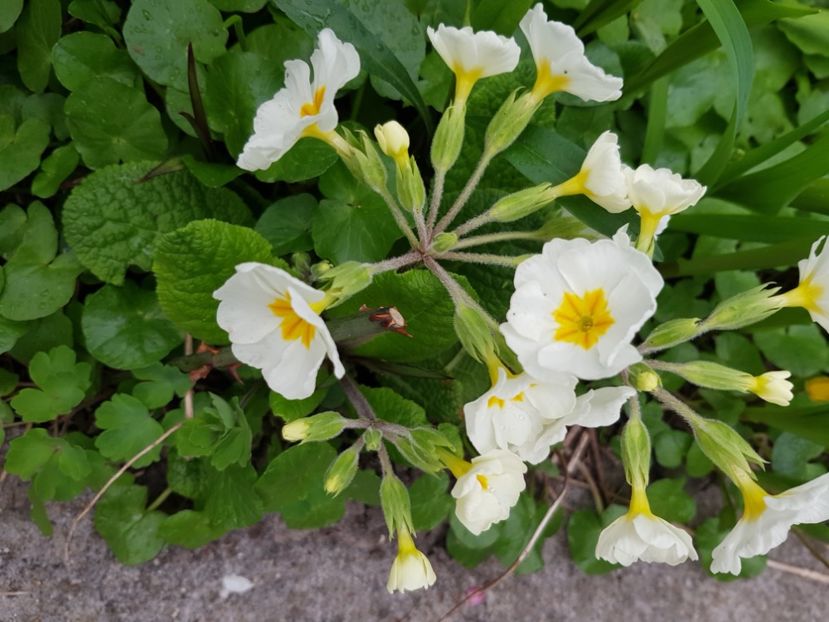  - Primule 21 22 23 24