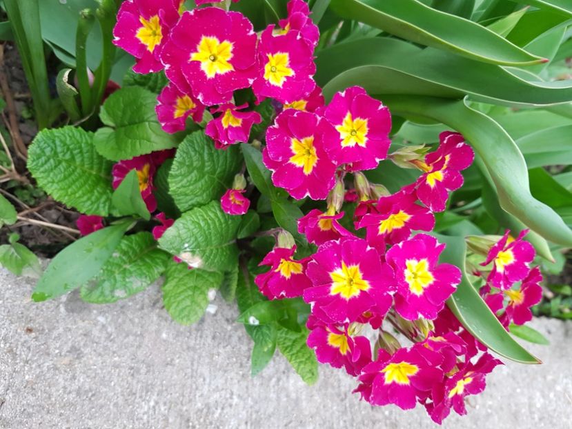  - Primule 21 22 23 24