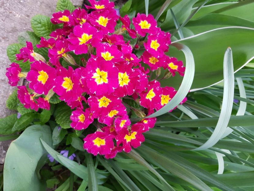  - Primule 21 22 23 24