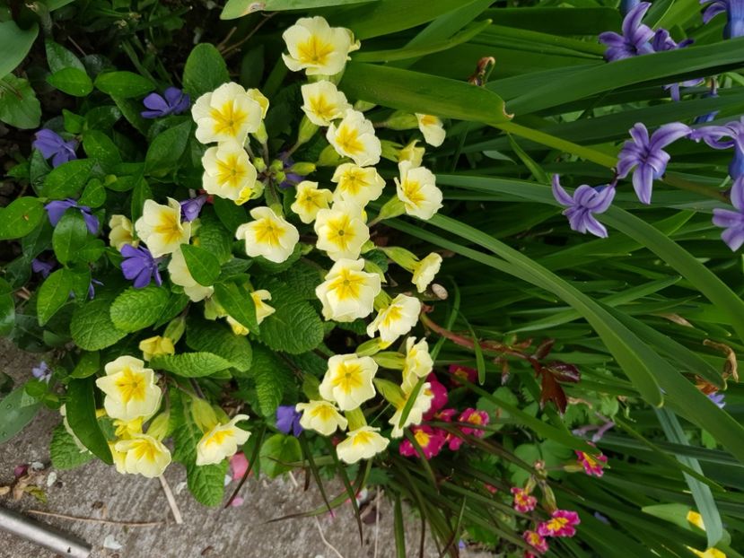  - Primule 21 22 23 24