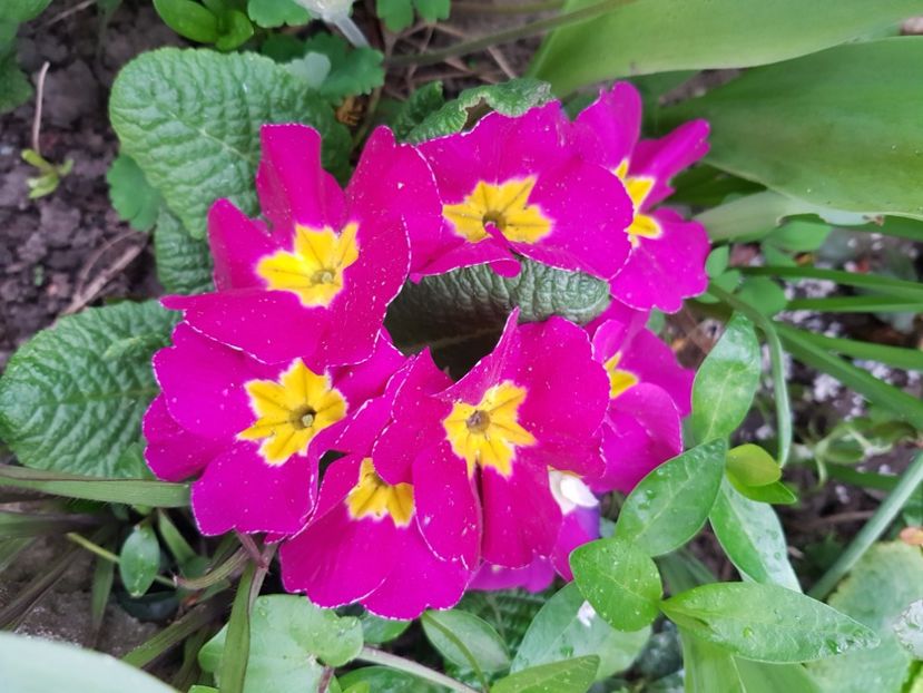  - Primule 21 22 23 24