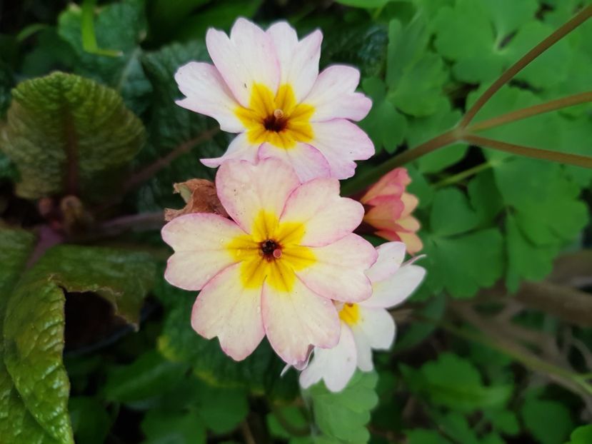  - Primule 21 22 23 24