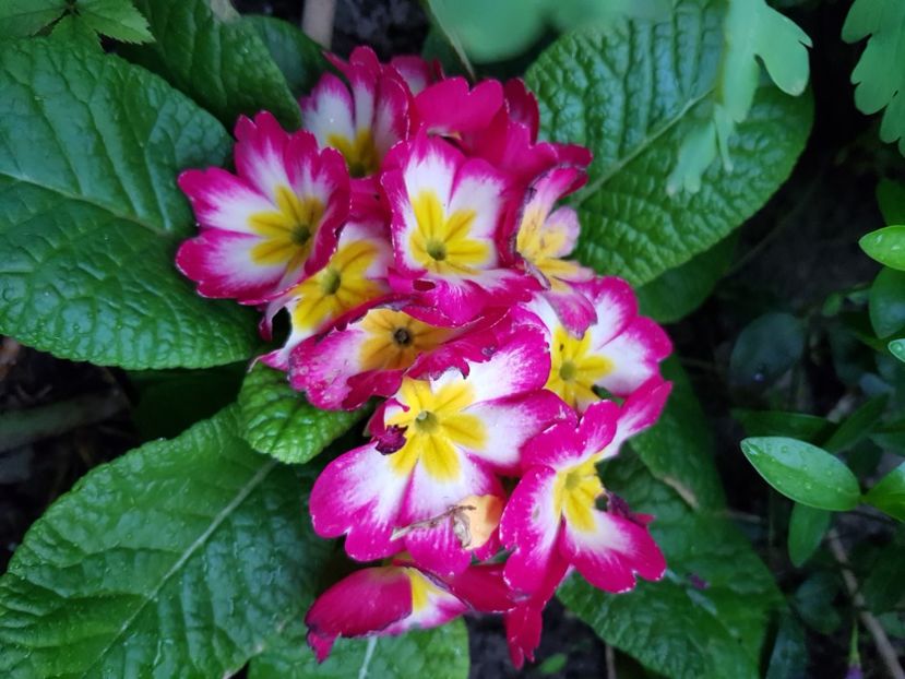  - Primule 21 22 23 24