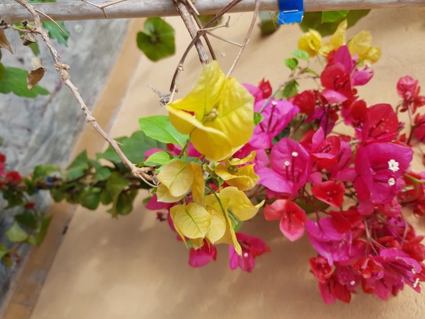  - Bougainvillea